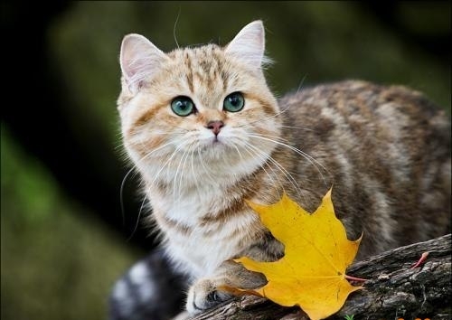 Подсказка текста